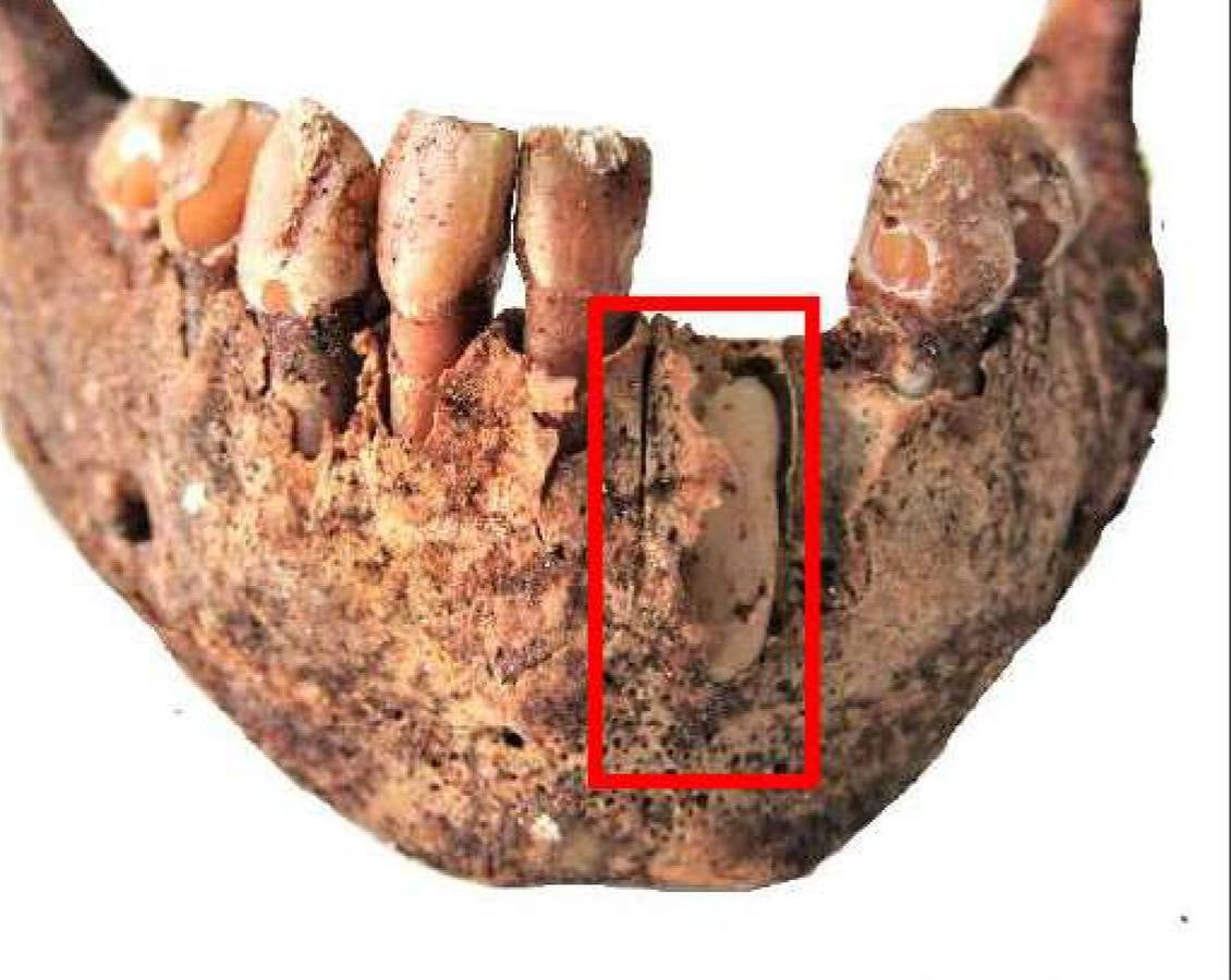 Entregadas al laboratorio muestras del esqueleto de niña hallada en un sarcófago en el Alcázar de Sevilla